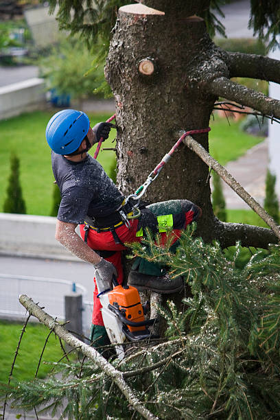 Lawn Renovation and Restoration